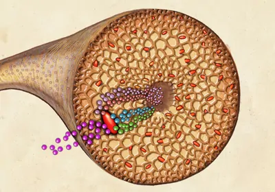 Infographic showing how a new bacteria species called <em>Candidatus Celerinatantimonas neptuna</em> lives in seagrass and how it provides the plant with nitrogen